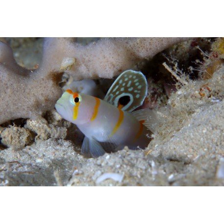 AMBLYELEOTRIS RANDALLI