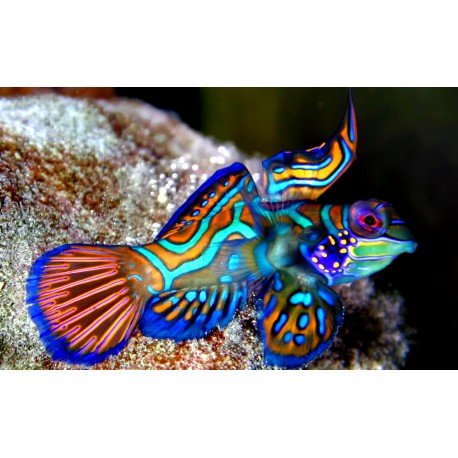 SYNCHIROPUS SPLENDIDUS MACHO