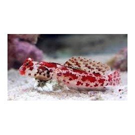 SINCHYROPUS STELLATUS