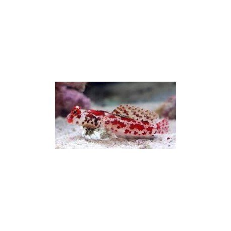 SINCHYROPUS STELLATUS