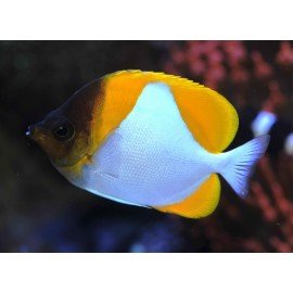 HEMITAURICHTHYS POLYLEPIS