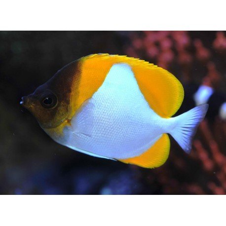 HEMITAURICHTHYS POLYLEPIS