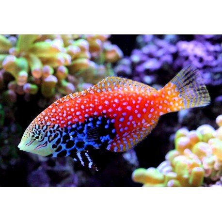 MACROPHARYNGODON BIPARTITUS