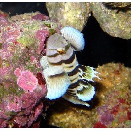 PRIOLEPIS NOCTURNA PAREJA