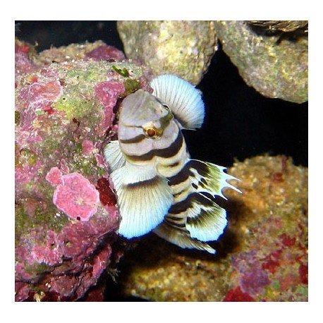 PRIOLEPIS NOCTURNA PAREJA