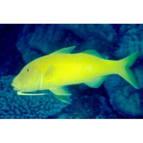 PARUPENEUS BARBERINOIDES