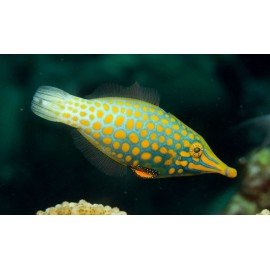 OXYMONACANTHUS LONGIROSTRIS