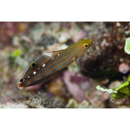 AMBLYGOBIUS RAINFORDI