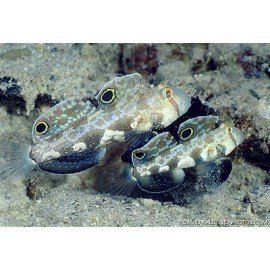 SIGNIGOBIOUS BIOCELLATUS