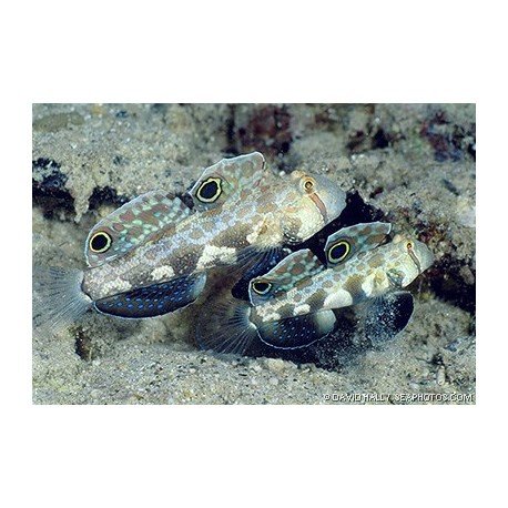 SIGNIGOBIOUS BIOCELLATUS