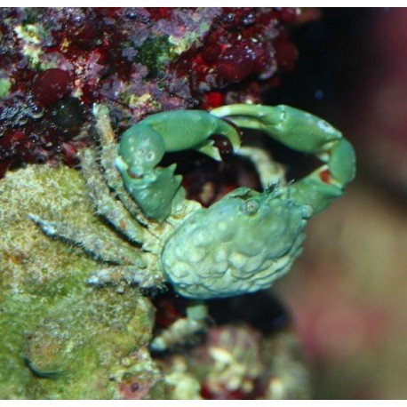 MITHRAX SCULPTUS
