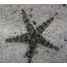ARCHASTER ANGULATUS