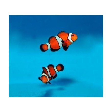 AMPHIPRION OCELLARIS 2-3CM