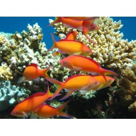 PSEUDANTHIAS DISPAR MACHO