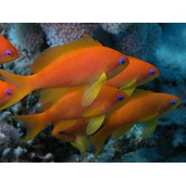 PSEUDANTHIAS SQUAMIPINIS PACK X3 OFERTA