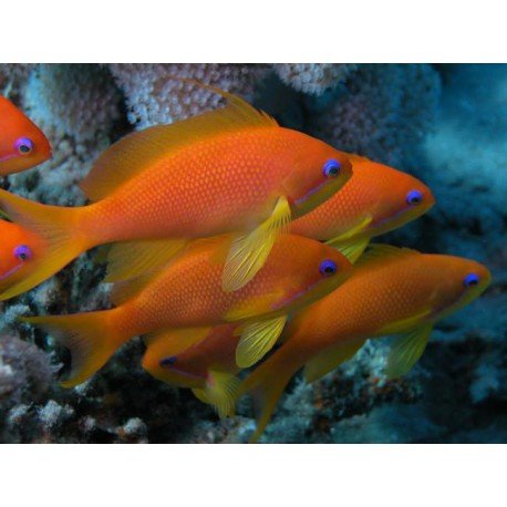 PSEUDANTHIAS SQUAMIPINIS PACK X3 OFERTA