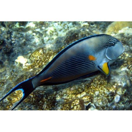 ACANTHURUS SOHAL