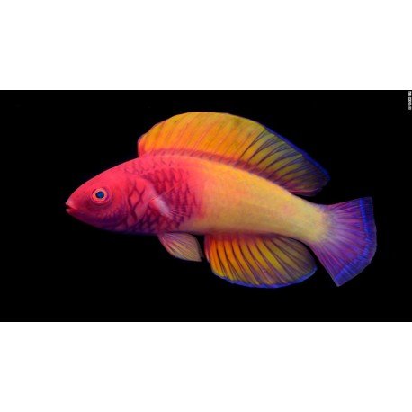 CIRRILABRUS RUBRISQUAMIS