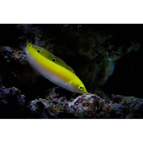 HALICHOERES TRISPILUS