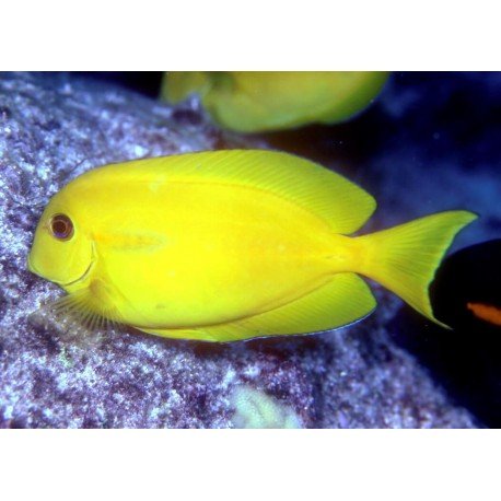 ACANTHURUS OLIVACEUS