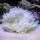 HETERACTIS CRISPA