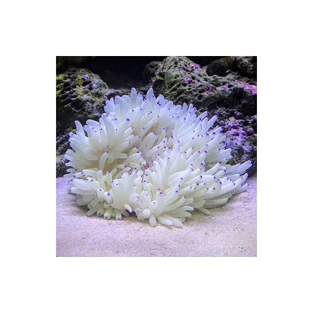 HETERACTIS CRISPA