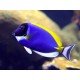 ACANTHURUS LEUCOSTERNON