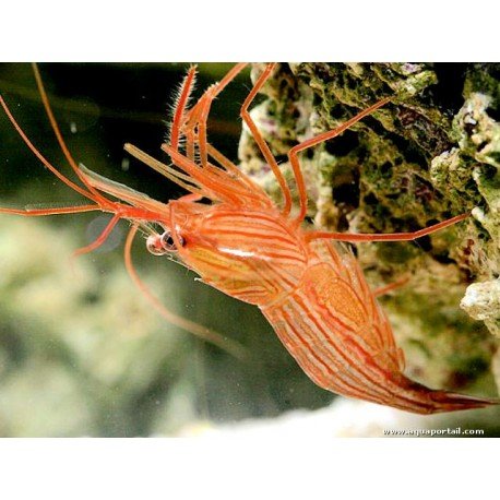 LYSMATA PEPPERMINT (AITAPSIA EATING)