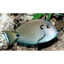 ACANTHURUS TENNETI