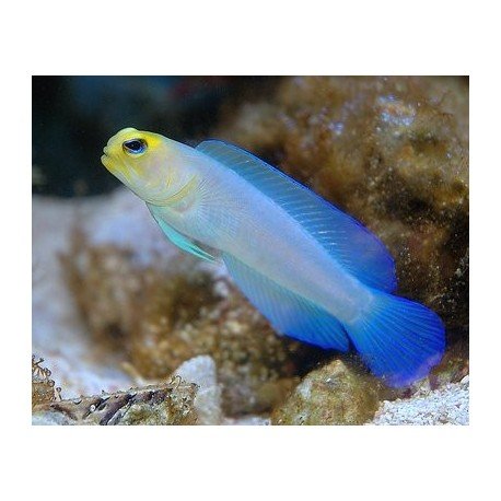 OPISTOGNATUS AURIFRONS
