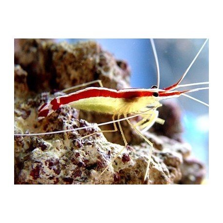 LYSMATA AMBOINENSIS