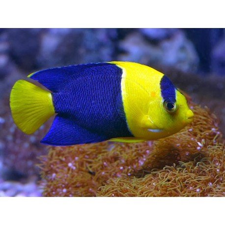CENTROPYGE BICOLOR