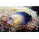 ACANTHURUS PYROFERUS S