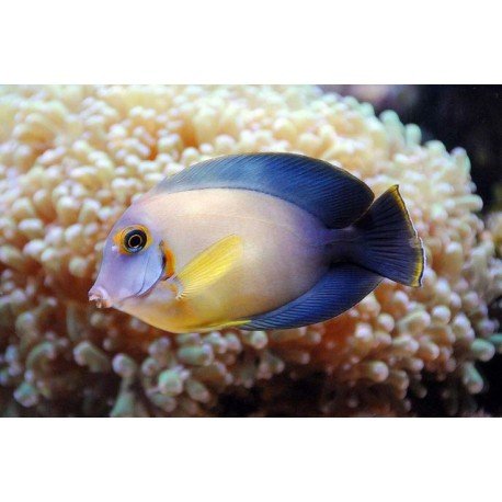 ACANTHURUS PYROFERUS S