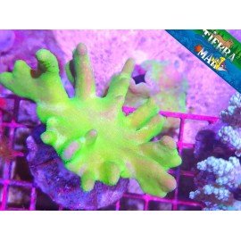 LOBOPHYTON GREEN FLUOR L