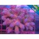 ACROPORA DRAGON'S LAIR MILLEPORA