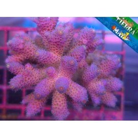 ACROPORA DRAGON'S LAIR MILLEPORA