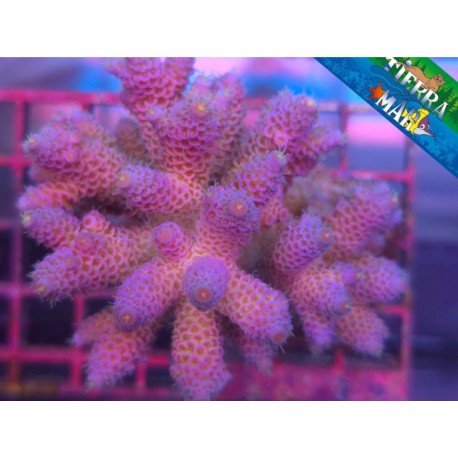 ACROPORA DRAGON'S LAIR MILLEPORA