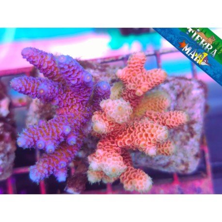 COMBO MILLEPORA ULTRA BLUE&PINK 