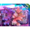 COMBO MILLEPORA ULTRA BLUE&PINK 