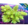 ACROPORA TENUIS LIME