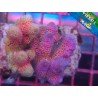 COMBO MILLEPORA ULTRA DRAGON`S&PINK 