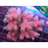 ACROPORA MILLEPORA PINK POWER