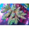 ACROPORA SUPERMAN TENUIS