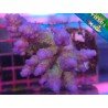 ACROPORA RAINBOW BRITE TENUIS