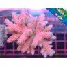 ACROPORA MILLEPORA PINK POWER