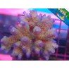 ACROPORA TENUIS RAINBOW