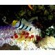 STONOGOBIOPS XANTHORHINICA + ALPHEUS RANDALLI