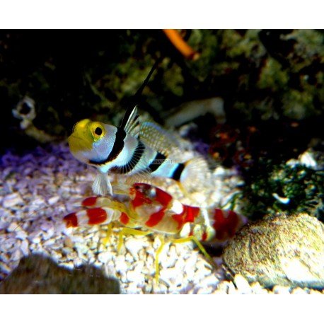 STONOGOBIOPS XANTHORHINICA + ALPHEUS RANDALLI