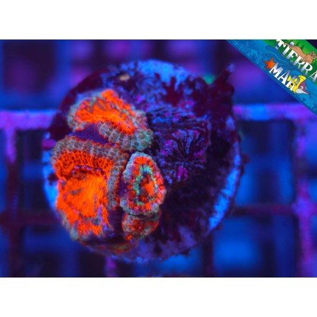 ACANTHASTREA FIRE & ICE